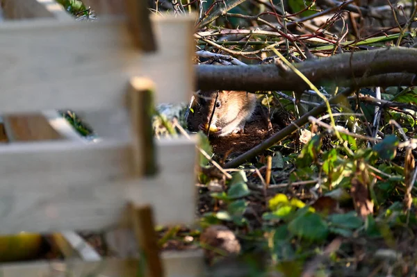 Rato Marrom Selvagem Marrom Rattus Norvegicus Senta Lado Compostor Madeira — Fotografia de Stock