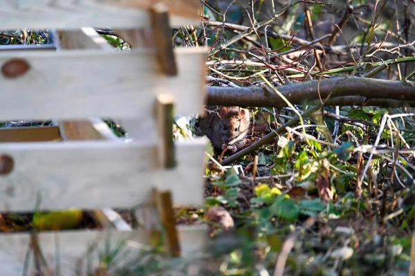 Una Rata Marrón Salvaje Rattus Norvegicus Sienta Junto Compostador Madera — Foto de Stock