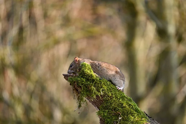 Yeşil Yosunlu Eski Bir Dalda Vahşi Kahverengi Bir Fare Rattus — Stok fotoğraf