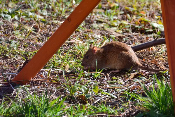 Kahverengi kahverengi bir sıçan (Rattus norvegicus) güpegündüz bahçedeki yeşil çimlerde