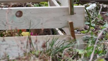 Vahşi kahverengi fareler (Rattus norvegicus) bahçedeki ahşap bir kompozitte oturur ve yemek yerler.