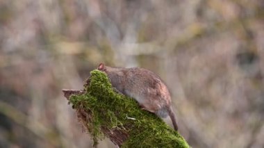 Yeşil yosunlu eski bir dalda vahşi bir kahverengi fare (Rattus norvegicus)
