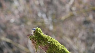 A blue tit  ( Cyanistes caeruleus )  foraging on a branch covered in green moss