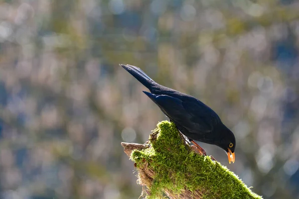 Mirlo Macho Negro Turdus Merula Posa Una Rama Vieja Naturaleza — Foto de Stock