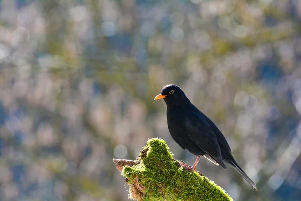 Czarny Samiec Blackbird Turdus Merula Grzędzi Starej Gałęzi Dziczy — Zdjęcie stockowe