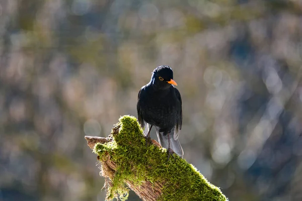 Black Male Blackbird Turdus Merula Perches Old Branch Wild — Stock Photo, Image