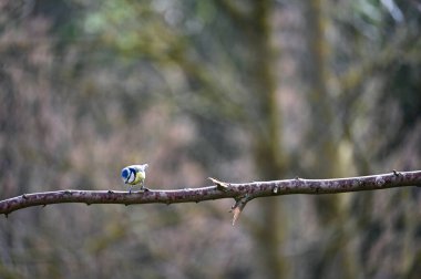 A blue tit   ( Cyanistes caeruleus )  perches on an old branch