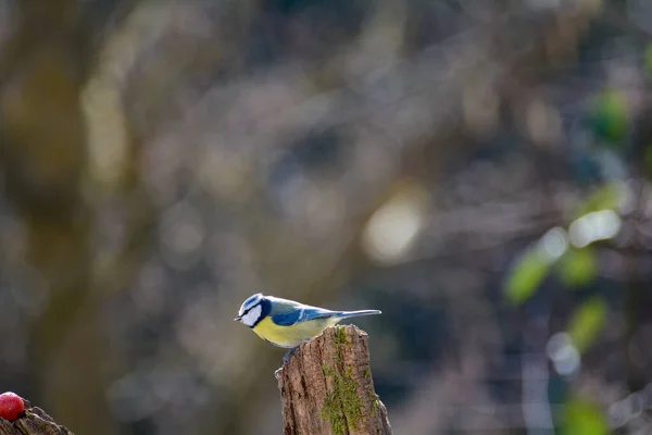 Blue Tit Cyanistes Caeruleus Perches Old Branch — Stock fotografie