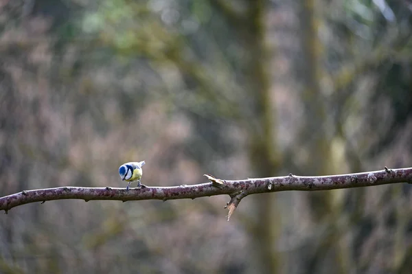 Blue Tit Cyanistes Caeruleus Perches Old Branch — Stok fotoğraf