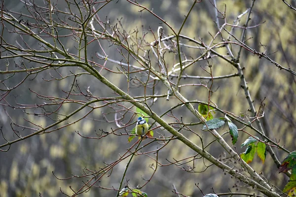 Blue Tit Cyanistes Caeruleus Perches Branches Tree — Foto de Stock