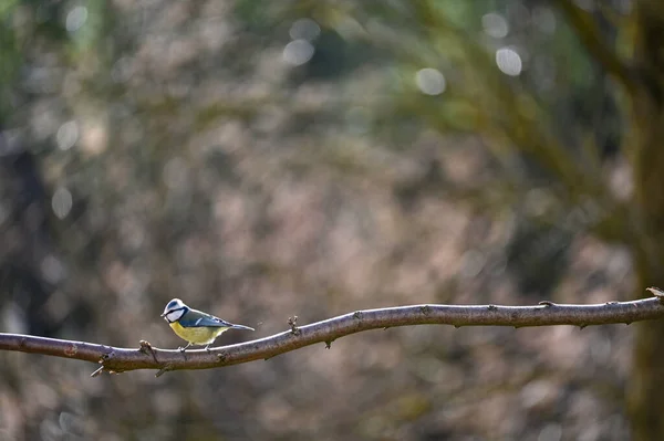 Blue Tit Cyanistes Caeruleus Perches Old Branch — Fotografia de Stock