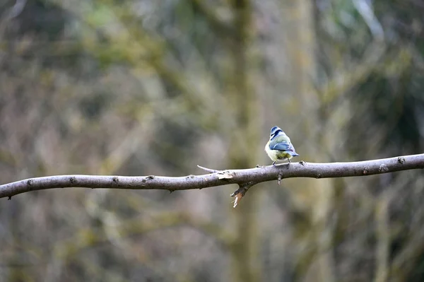 Back Blue Tit Cyanistes Caeruleus Sitting Bare Branch — Fotografia de Stock