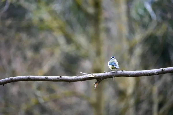 Back Blue Tit Cyanistes Caeruleus Sitting Bare Branch — Stok fotoğraf