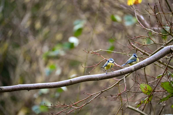 Blue Tit Cyanistes Caeruleus Perches Branches Tree — Φωτογραφία Αρχείου