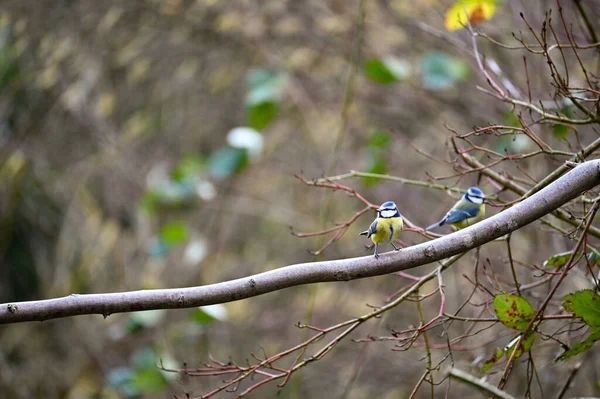 Blue Tit Cyanistes Caeruleus Perches Branches Tree — Foto Stock