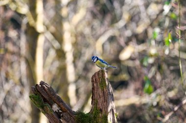 A blue tit   ( Cyanistes caeruleus )  perches on an old branch