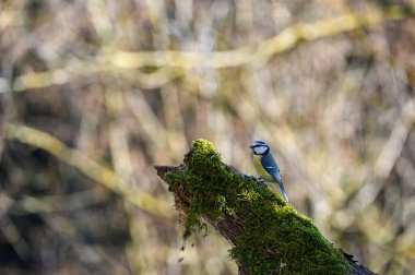 A blue tit  ( Cyanistes caeruleus ) foraging on an old branch