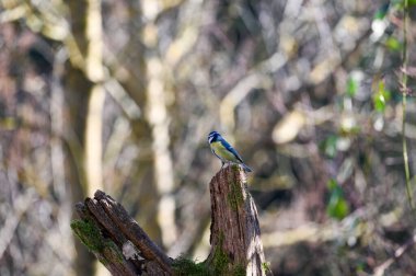 A blue tit   ( Cyanistes caeruleus )  perches on an old branch