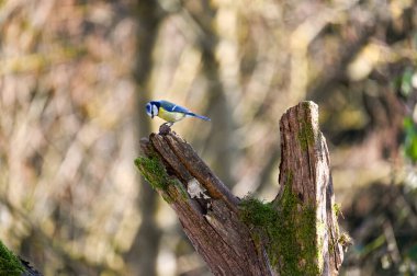A blue tit   ( Cyanistes caeruleus )  perches on an old branch