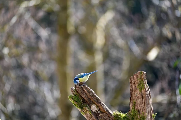 Blue Tit Cyanistes Caeruleus Foraging Old Branch — 스톡 사진