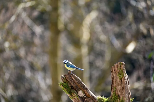 Blue Tit Cyanistes Caeruleus Perches Old Branch — Stok fotoğraf