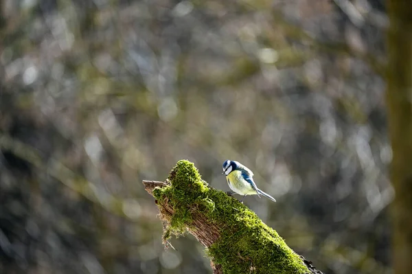 Blue Tit Cyanistes Caeruleus Perches Old Branch — Foto Stock