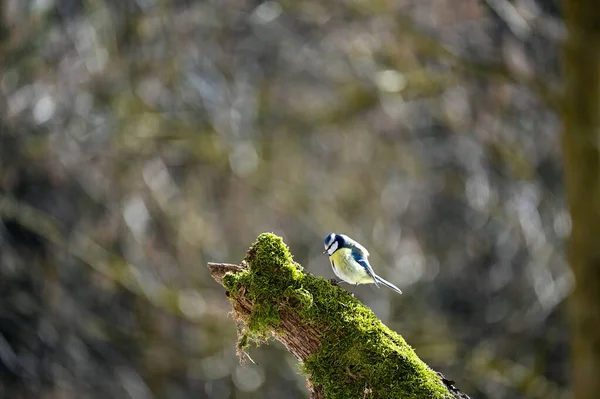 Blue Tit Cyanistes Caeruleus Perches Old Branch — Stock fotografie