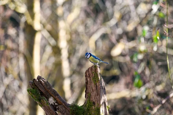 Blue Tit Cyanistes Caeruleus Perches Old Branch — Stockfoto