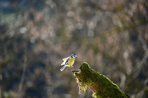 Blue Tit Cyanistes Caeruleus Perches Old Branch — 스톡 사진