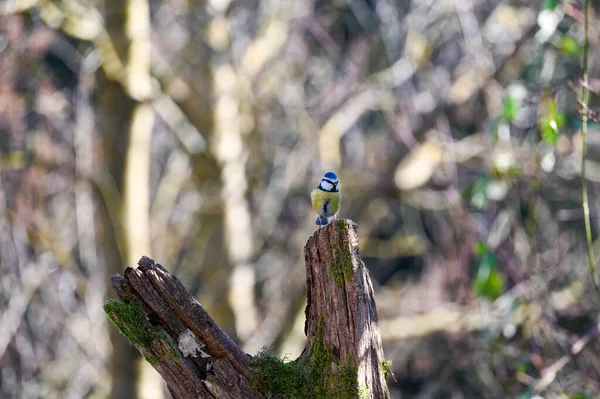 Blue Tit Cyanistes Caeruleus Perches Old Branch — Photo