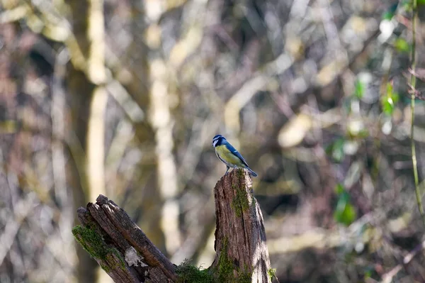 Blue Tit Cyanistes Caeruleus Perches Old Branch — Φωτογραφία Αρχείου