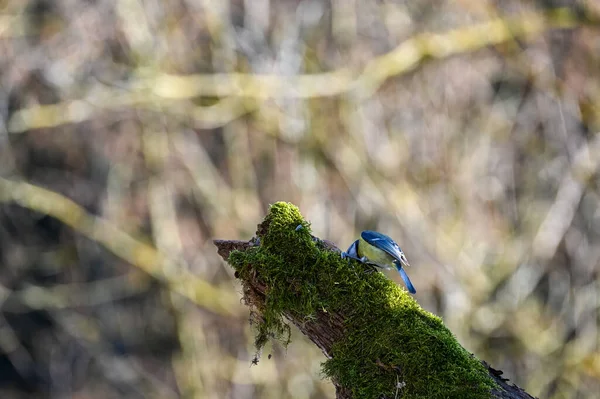 Blue Tit Cyanistes Caeruleus Foraging Old Branch — Stok fotoğraf