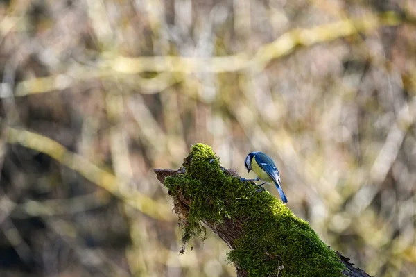 Blue Tit Cyanistes Caeruleus Foraging Old Branch — Φωτογραφία Αρχείου