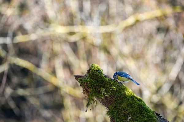 Blue Tit Cyanistes Caeruleus Foraging Old Branch — Stok fotoğraf