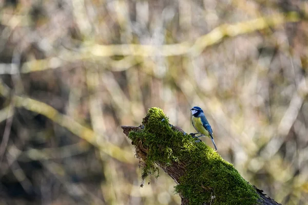 Blue Tit Cyanistes Caeruleus Foraging Old Branch — Φωτογραφία Αρχείου