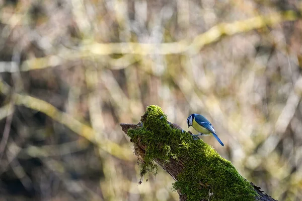 Blue Tit Cyanistes Caeruleus Foraging Old Branch — Φωτογραφία Αρχείου