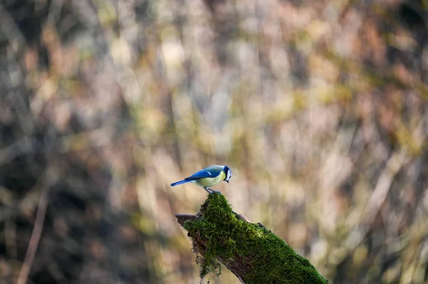 Blue Tit Cyanistes Caeruleus Perches Old Branch — ストック写真