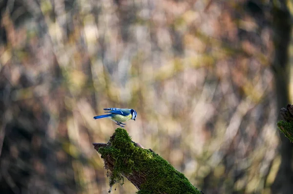 Blue Tit Cyanistes Caeruleus Approaching Old Branch — Foto Stock