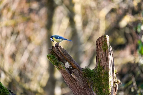 Blue Tit Cyanistes Caeruleus Perches Old Branch — Stok fotoğraf