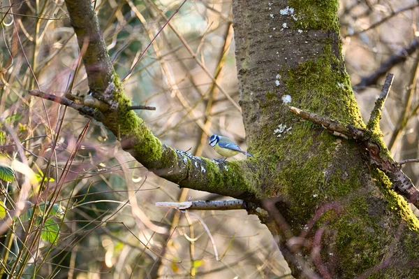 Синя Цицька Cyanistes Caeruleus Гілках Дерева — стокове фото