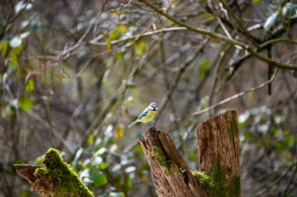 Blue Tit Cyanistes Caeruleus Perches Old Branch — Fotografia de Stock