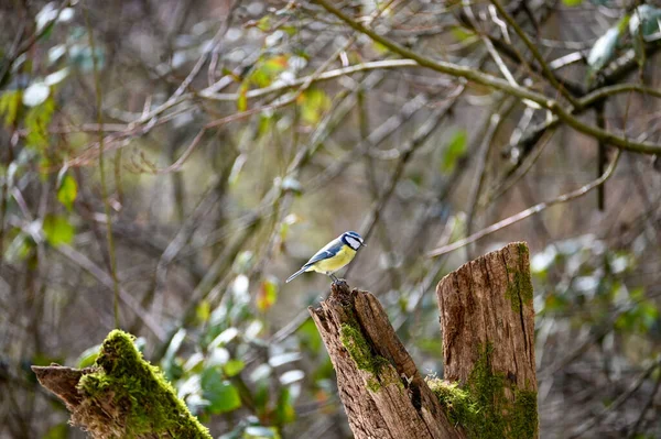 Blue Tit Cyanistes Caeruleus Perches Old Branch — Stock Photo, Image