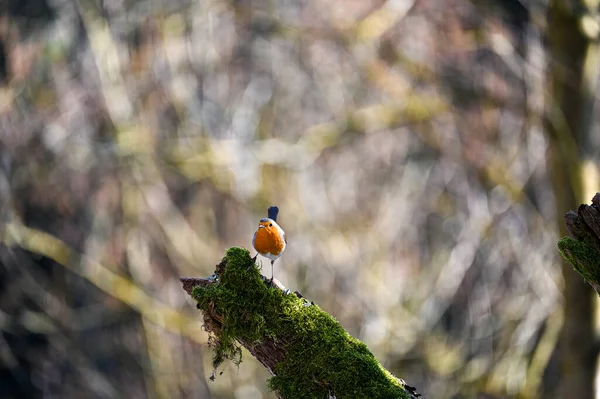 Pequeno Pássaro Robin Erithacus Rubecula Senta Ramo Natureza Pequeno Pássaro — Fotografia de Stock