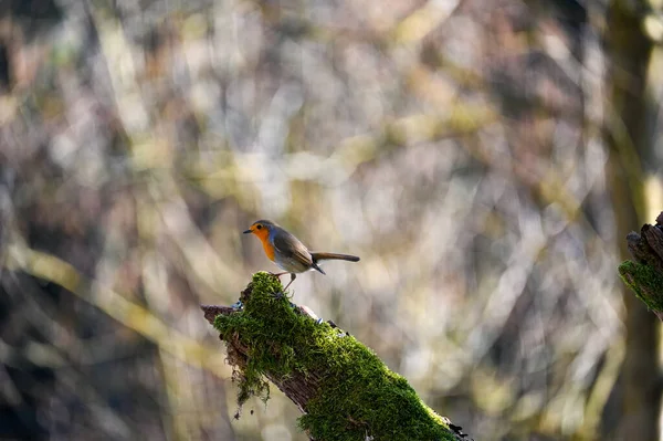 小さな鳥 自然の枝の上にロビン エリタクスルベキュラ 茶色の羽状複葉を持つ小さな鳥 喉や胸にオレンジ赤 腹の上に白 — ストック写真
