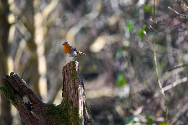 Erithacus Rubecula 자연의 가지에 있으며 노래하는 깃털을 가지고 가슴에 주홍색 — 스톡 사진