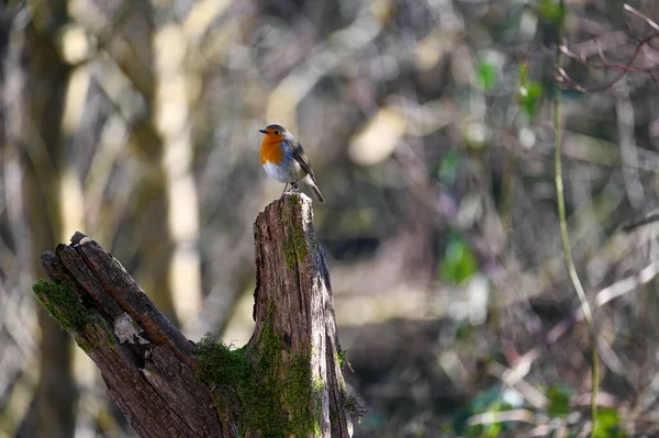 一只小鸟 知更鸟 Erithacus Rubecula 栖息在自然界的树枝上 一只褐色羽毛的小鸟 喉部呈橙色 胸部呈橙色 腹部呈白色 — 图库照片