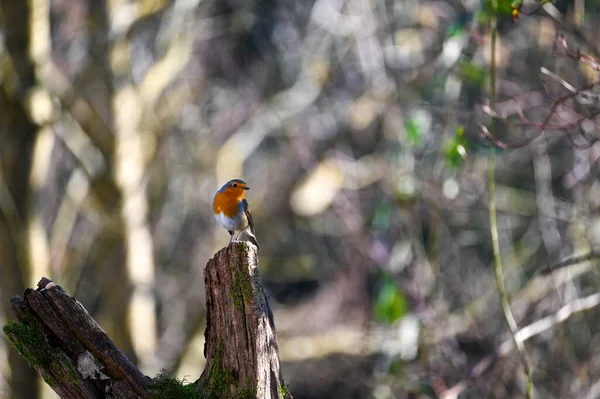 Small Bird Robin Erithacus Rubecula Sits Branch Nature Small Songbird — Stock Photo, Image