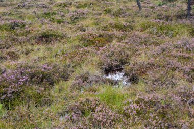 Rhoen, Bavyera, Almanya 'da fundalıklarla kaplanmış fundalıkların gözleri.