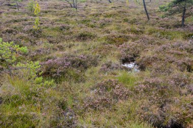 Rhoen, Bavyera, Almanya 'da fundalıklarla kaplanmış fundalıkların gözleri.