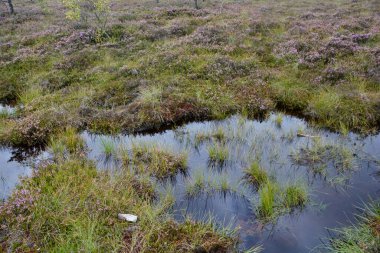 Rhoen, Bavyera, Almanya 'da fundalıklarla kaplanmış fundalıkların gözleri.